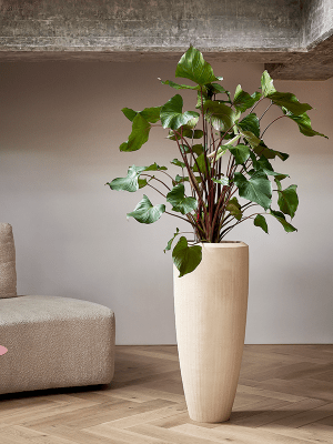 
Hoher Blumentopf „Polystone Plain Partner“, verschiedene Grössen - Beige / Ø 37 x Höhe 90 cm