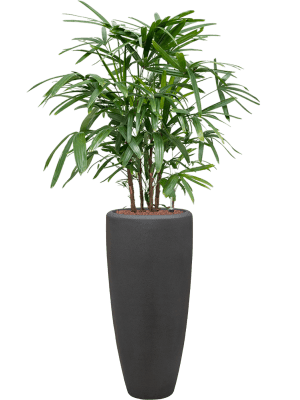 IMAGE for product variant SKU 6POSPP016