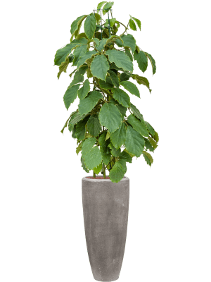 
Hoher Blumentopf „Polystone Plain Partner“, verschiedene Grössen - Grau / Ø 30 x Höhe 70 cm