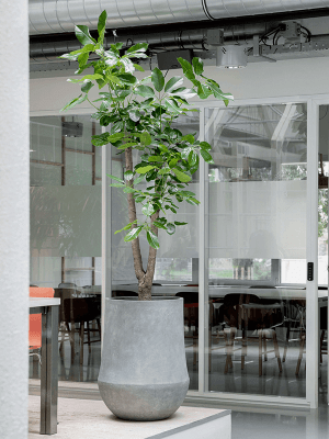 
Large Indoor/Outdoor Plant Pot "Polystone Coated Plain Darcy", various sizes - Grey / Ø 56 x 72 cm