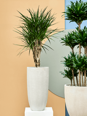 
Hochwertiger In-/Outdoor Blumentopf „Raindrop Partner“, verschiedene Grössen - Beige / Ø 32 x Höhe 62 cm