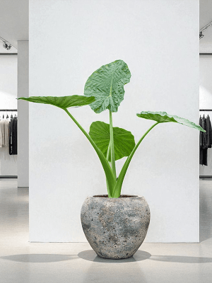 IMAGE for product variant SKU 6SANBAG10