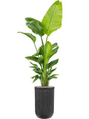 
Grosser In-/Outdoor Blumentopf „Vertical Rib“, verschiedene Grössen - Anthrazit / Ø 37 x Höhe 57 cm
