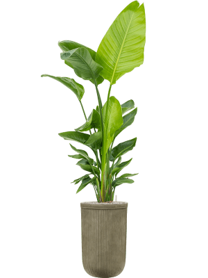 
Grosser In-/Outdoor Blumentopf „Vertical Rib“, verschiedene Grössen - Grün / Ø 37 x Höhe 57 cm