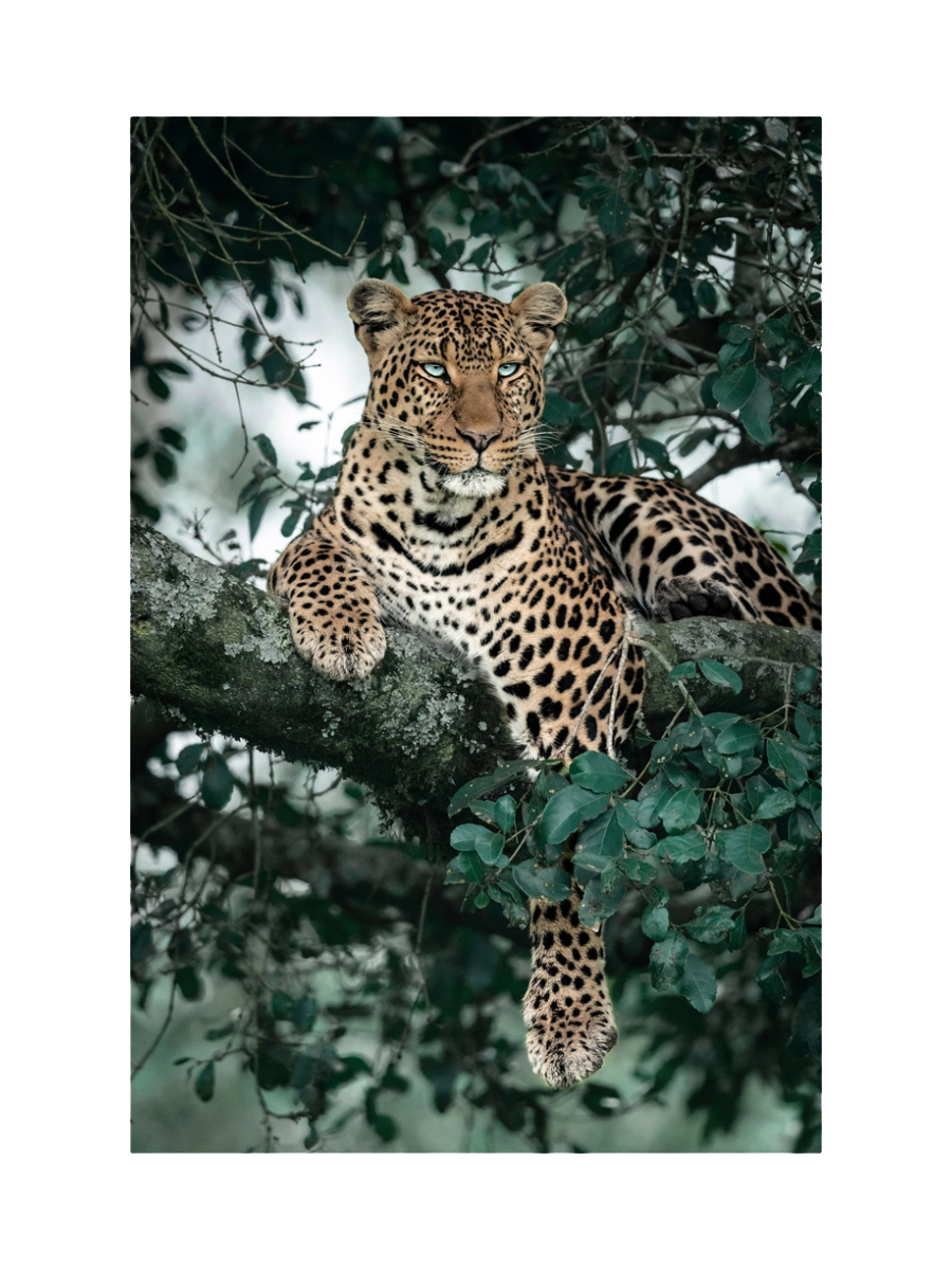 
Glasbild „Leopard im Baum“ 80 x 120 cm