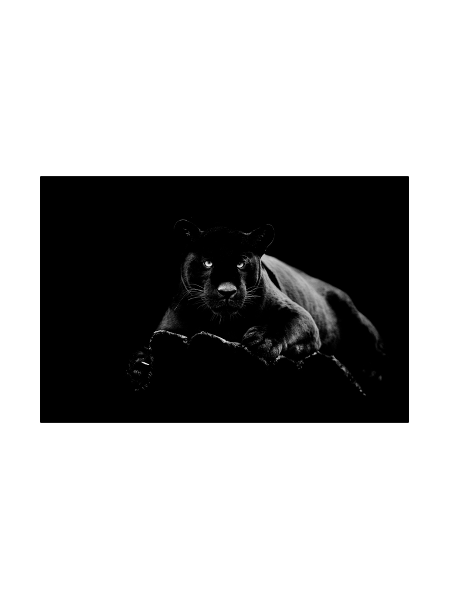 
Glasbild „Panther“ 80 x 120 cm