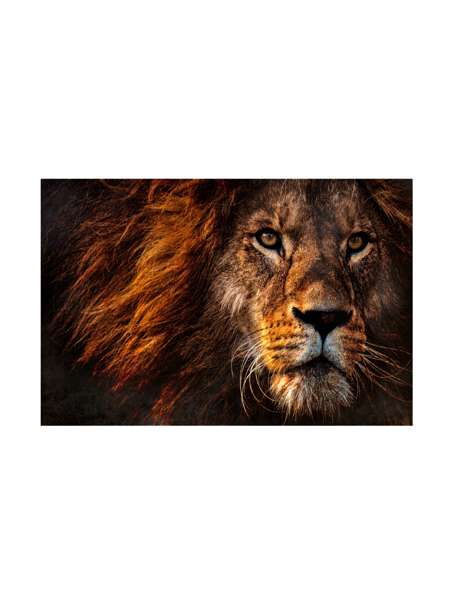 
Tableau en verre « Portrait d'un lion » 80 x 120 cm