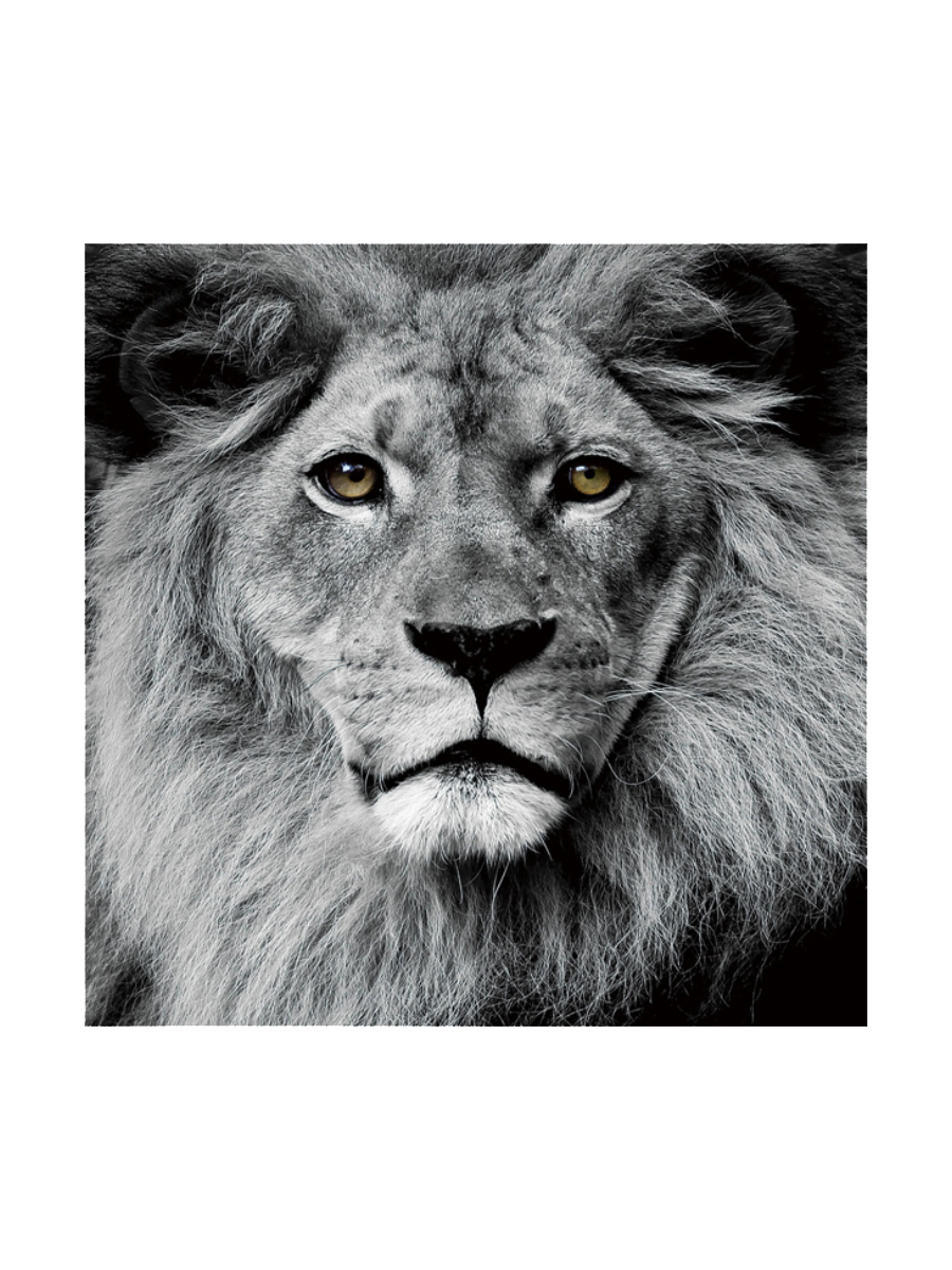 
Tableau en verre « Tête de lion » 80 x 80 cm