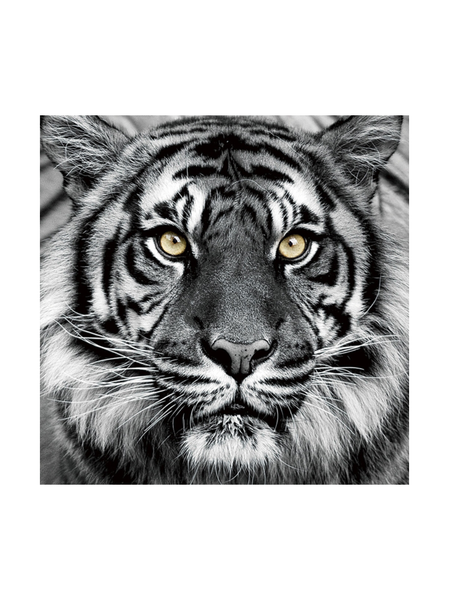
Tableau en verre «Tigre en noir et blanc» 80 x 80 cm