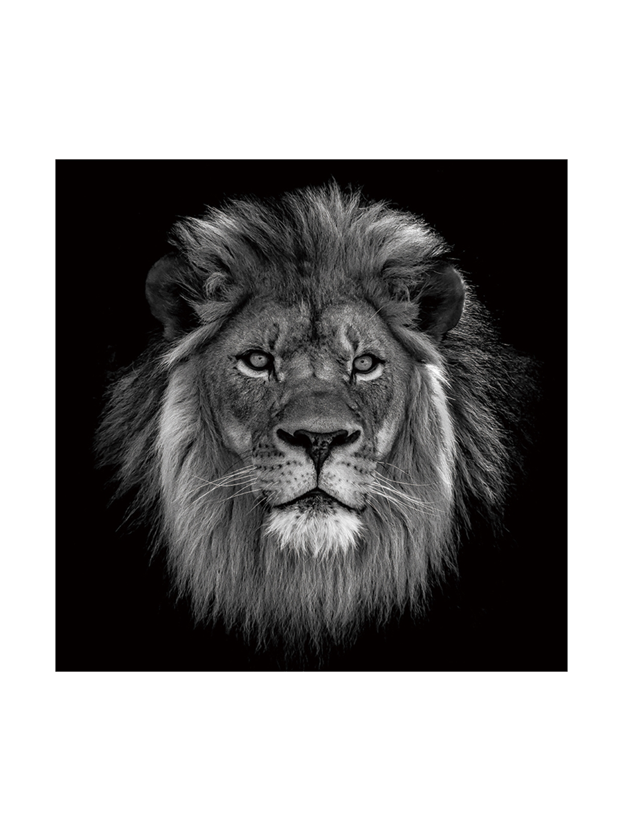 
Glasbild „König der Löwen“ 100 x 100 cm