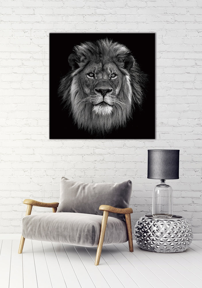 
Glasbild „König der Löwen“ 100 x 100 cm