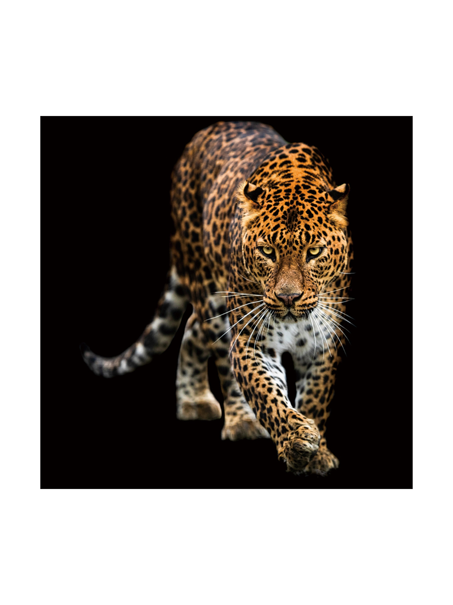 
Glasbild „schleichender Leopard“ 100 x 100 cm
