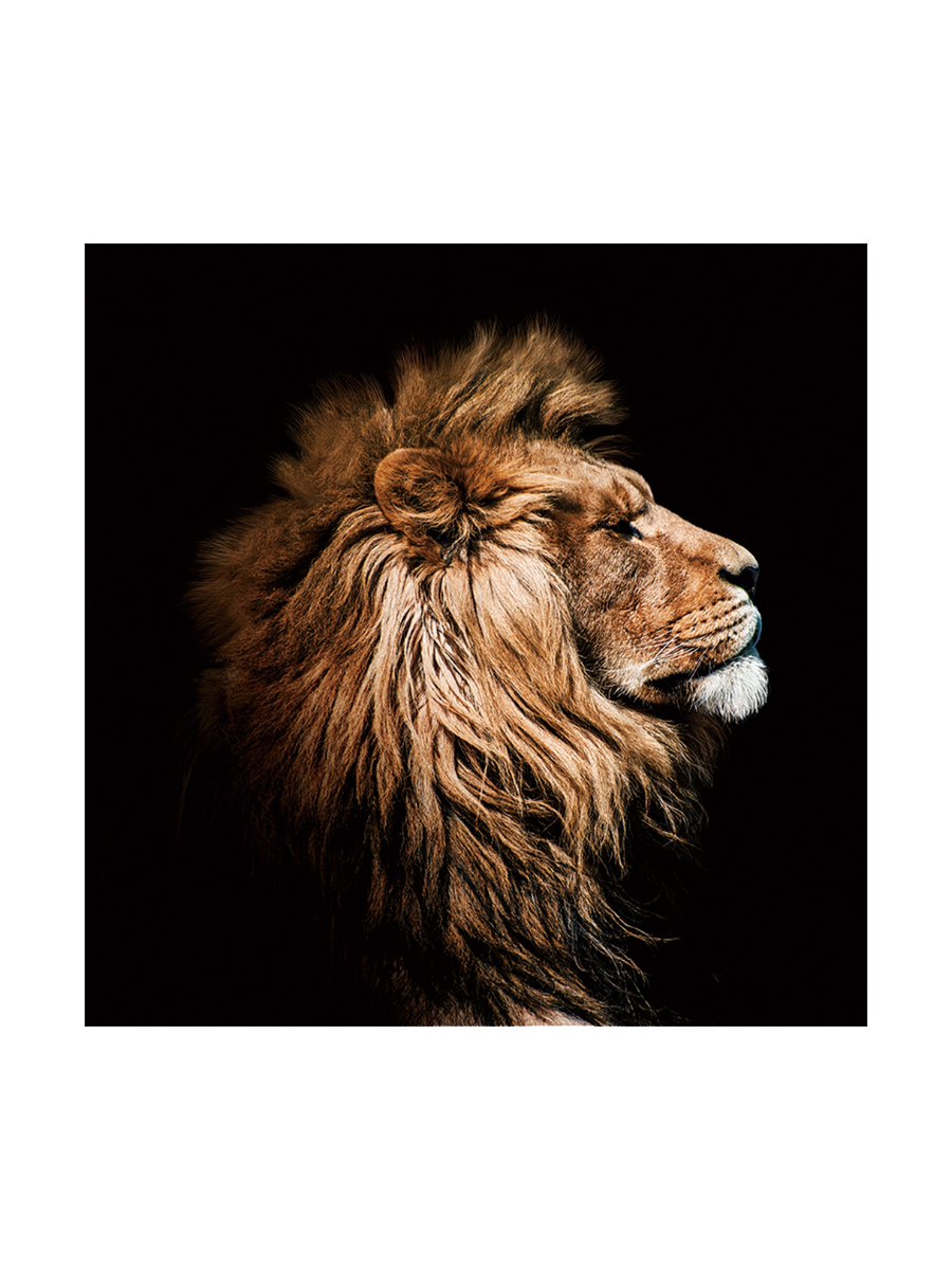 
Tableau en verre « Le Roi Lion de profil » 100 x 100 cm