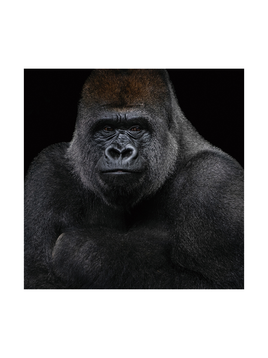 
Tableau en verre « Gorille » 100 x 100 cm