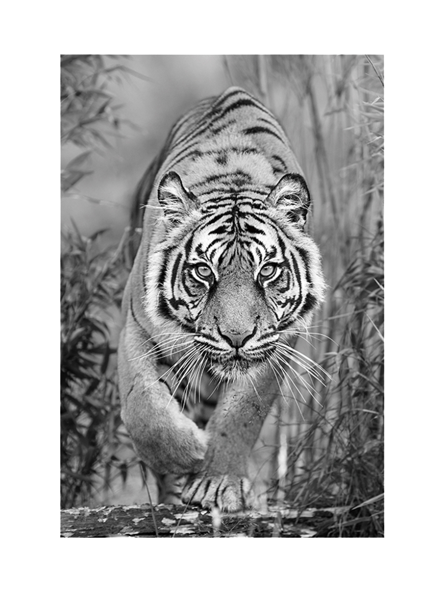 
Tableau en verre « Tigre en chasse » 80 x 120 cm