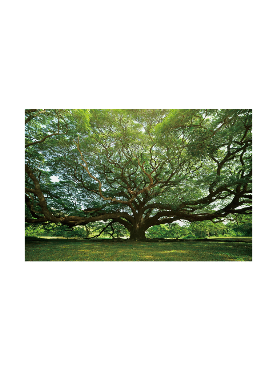 
Tableau en verre « Arbre gigantesque » 100 x 150 cm