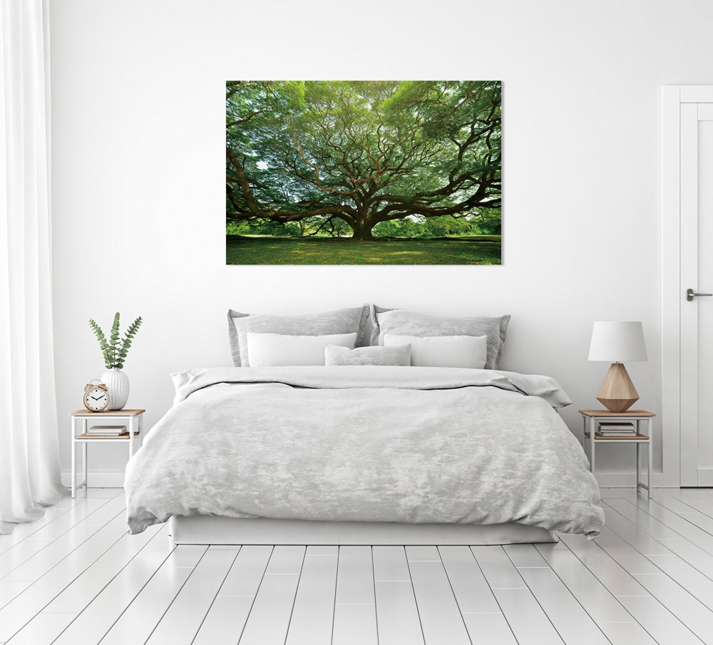 
Tableau en verre « Arbre gigantesque » 100 x 150 cm