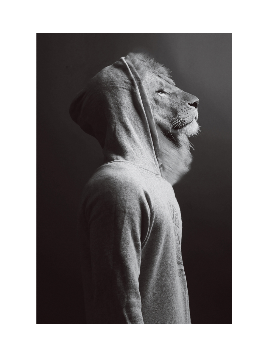 
Glasbild „Löwe im Hoodie“ 60 x 90 cm