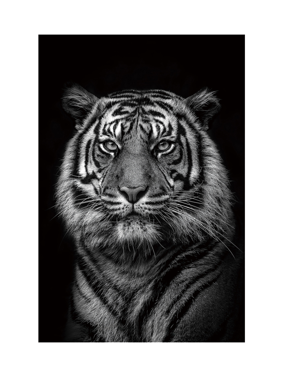 
Glasbild „Königstiger“ 80 x 120 cm