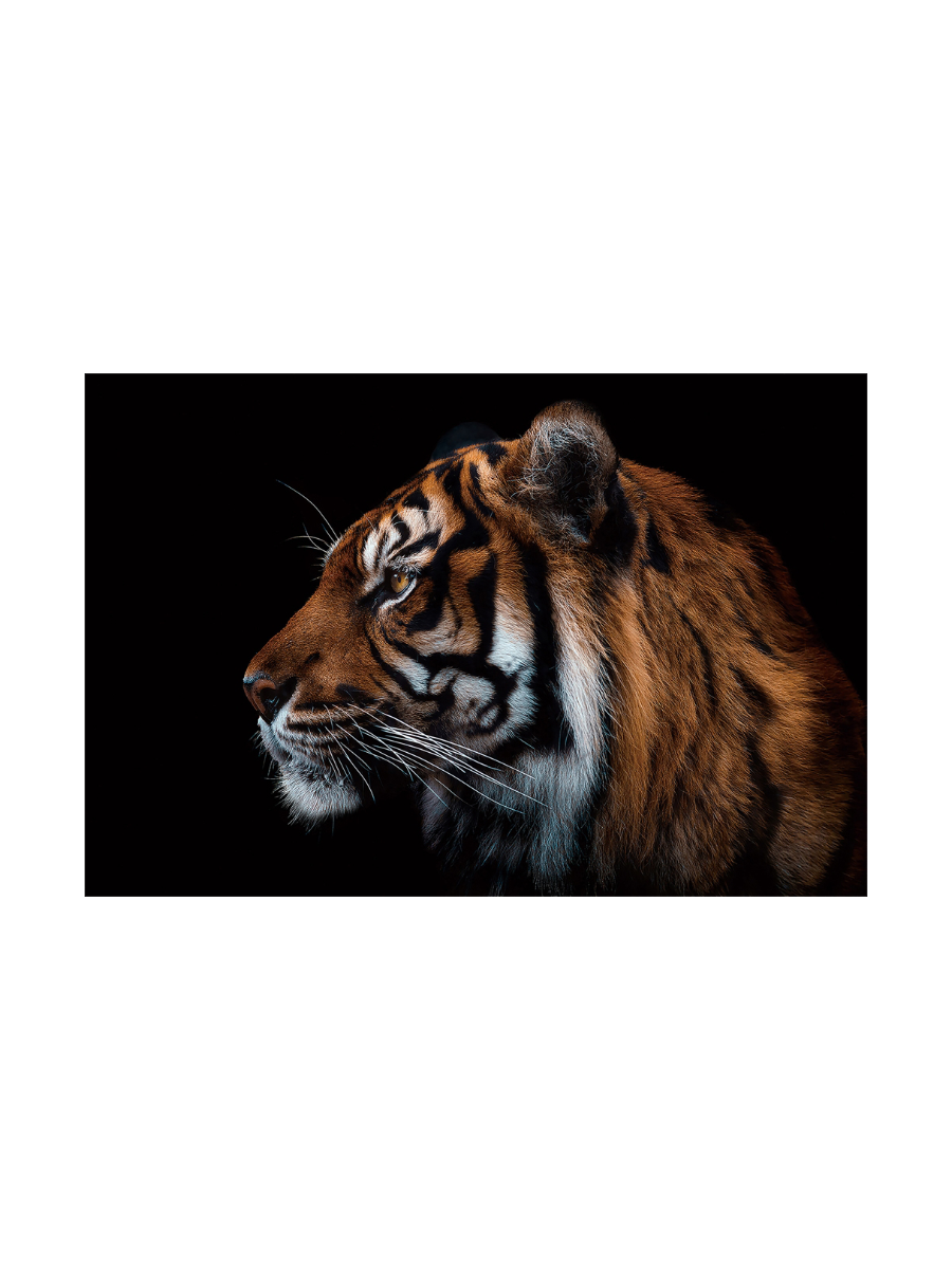
Glasbild „Sibirischer Tiger“ 80 x 120 cm