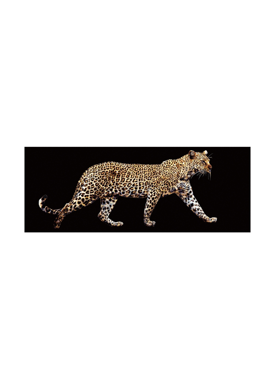 
Glasbild „Leo on Tour“ 60 x 160 cm