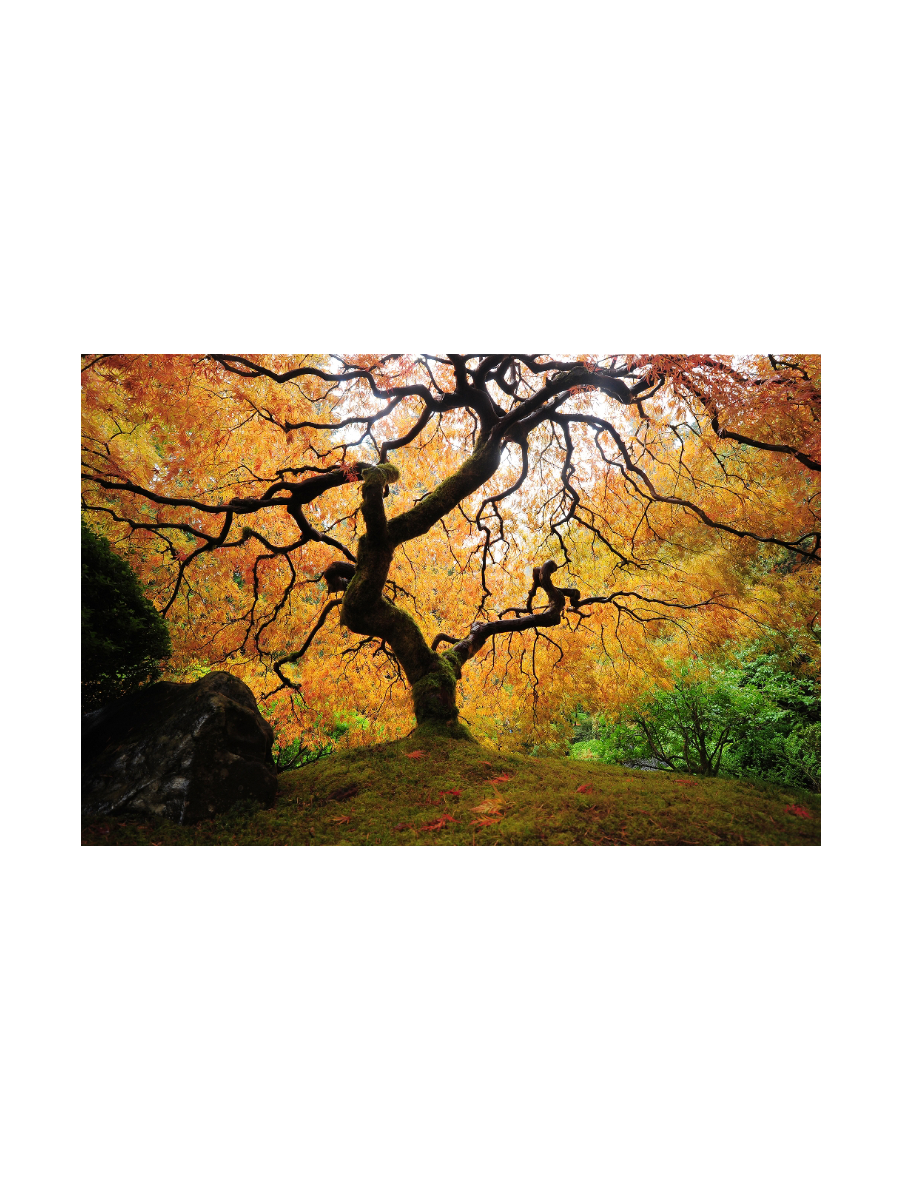IMAGE for product variant SKU 851274