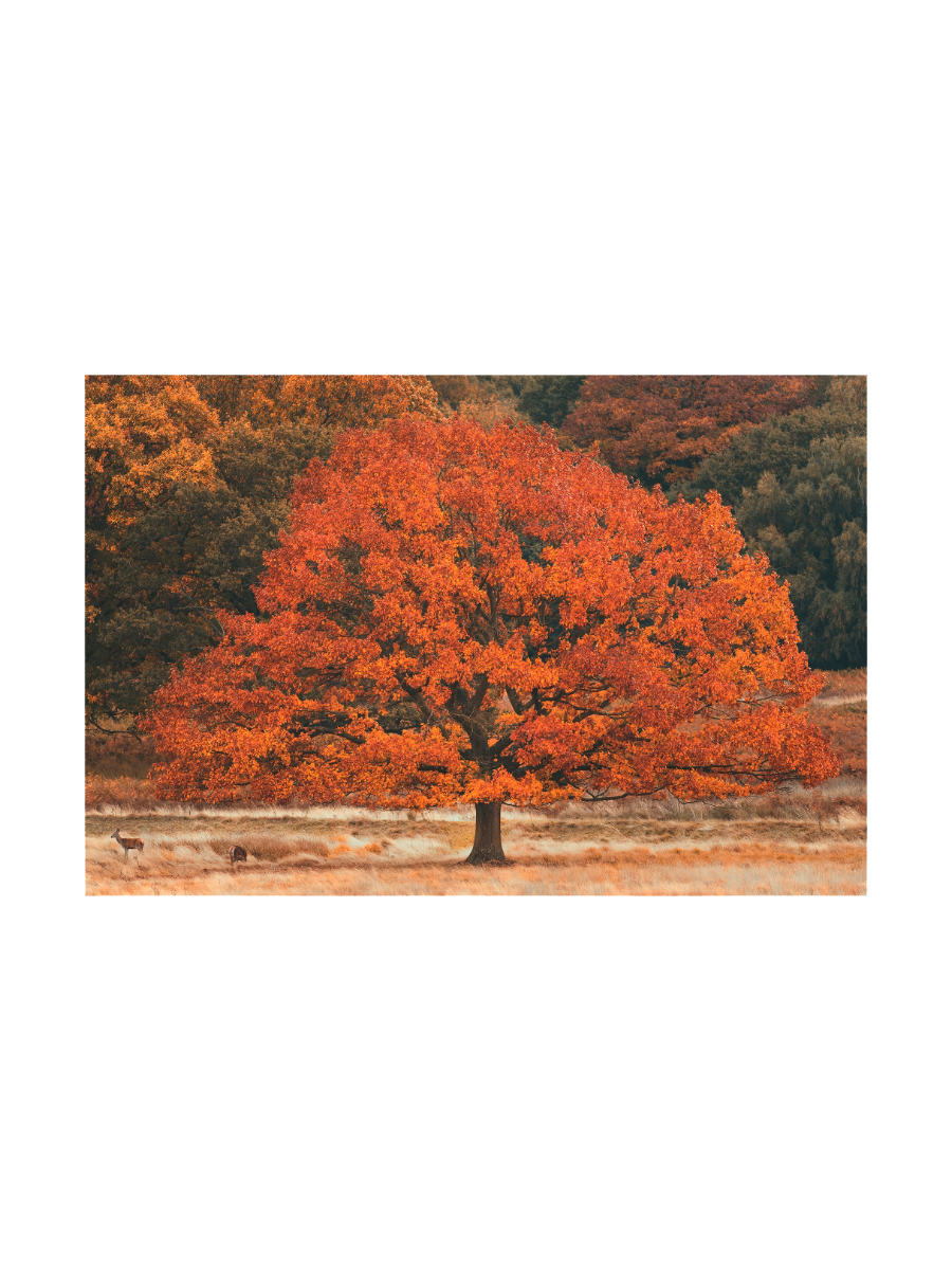 IMAGE for product variant SKU 852734