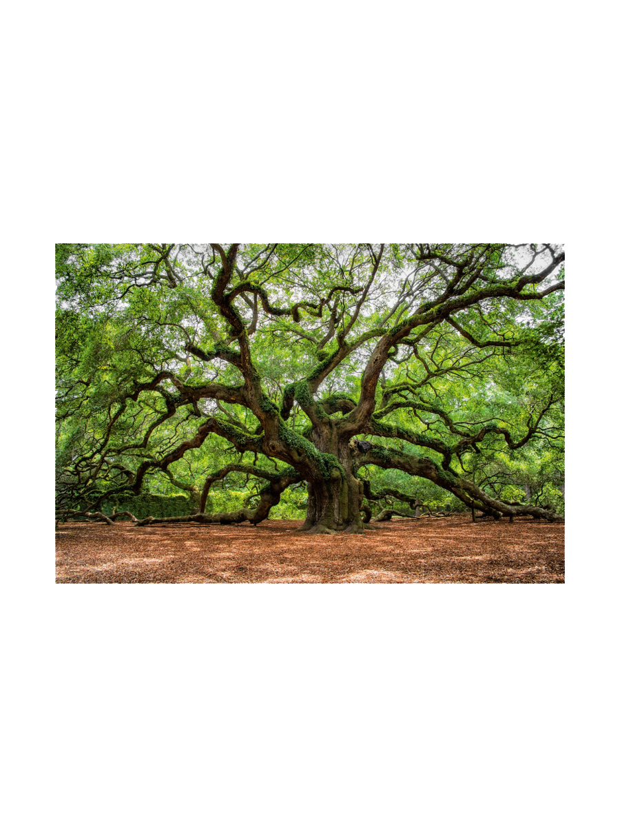 IMAGE for product variant SKU 853044