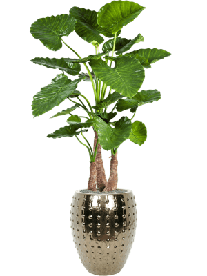 IMAGE for product variant SKU 8ALCATU30
