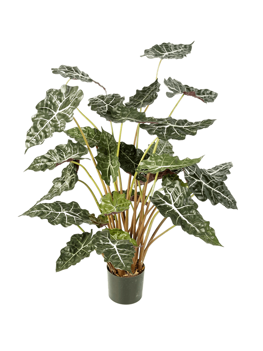 
Pianta artificiale dall'aspetto realistico «Alocasia Tuff», altezza 110 cm