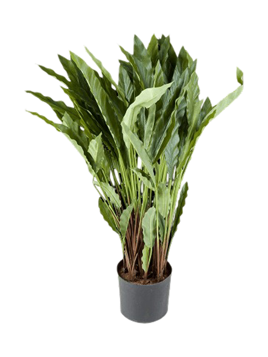 
Pianta artificiale dall'aspetto realistico «Calathea Tuff», Ø 60/ altezza 84 cm