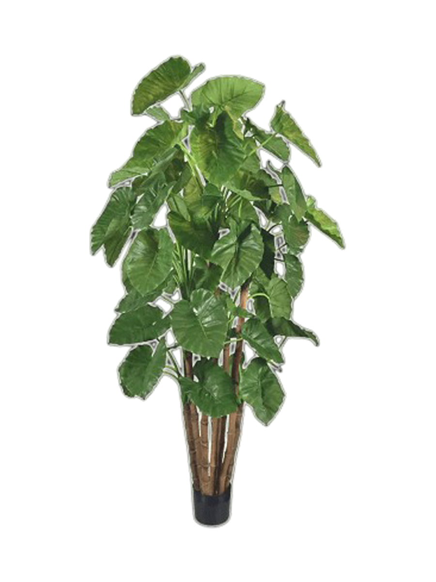 
Pianta artificiale dall'aspetto realistico «Alocasia Caldiora Bush», Ø 110 x 210 cm