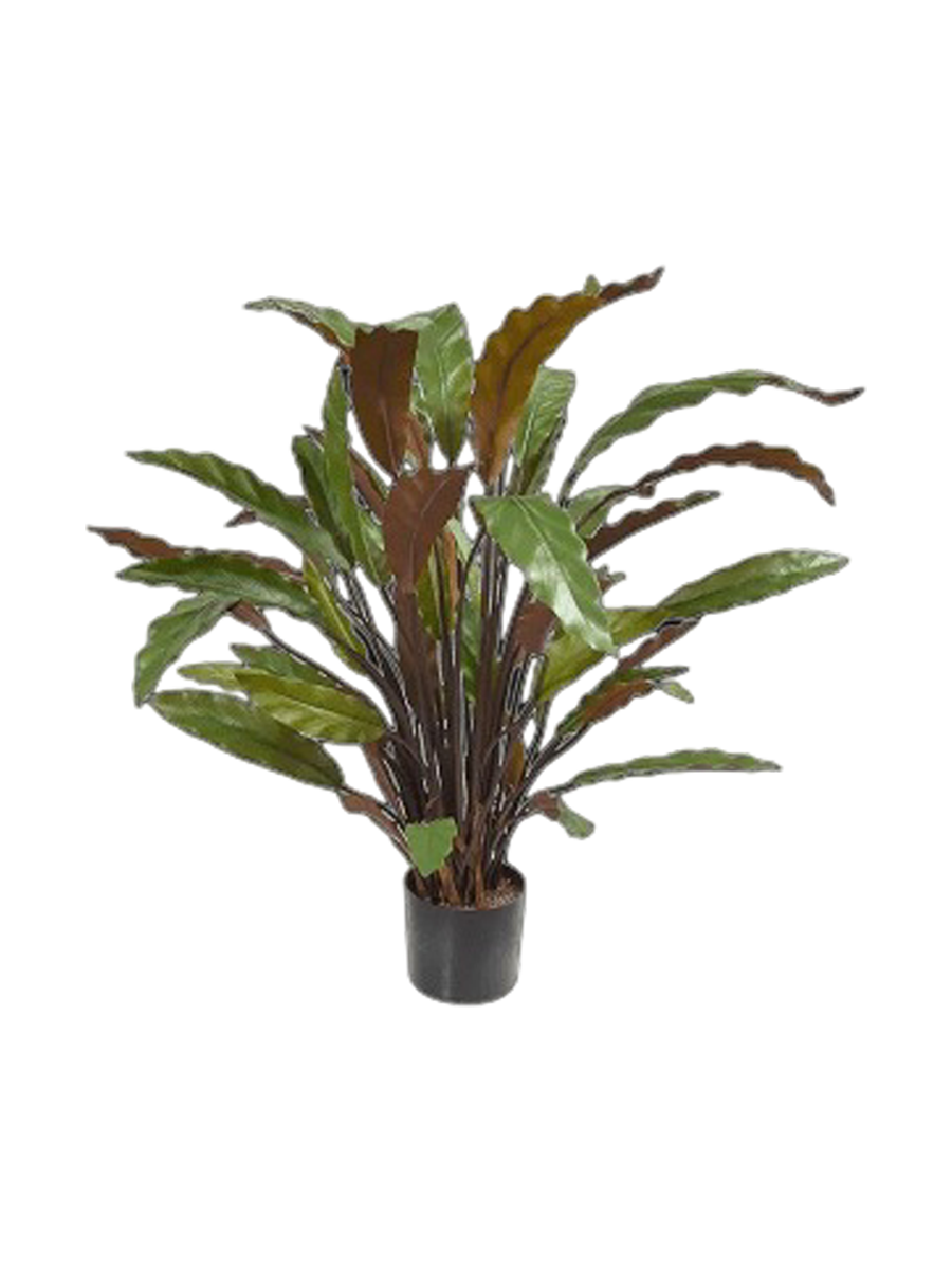 
Pianta artificiale realistica «Calathea Rufibarba Blue Grass», Ø 40 x 60 cm