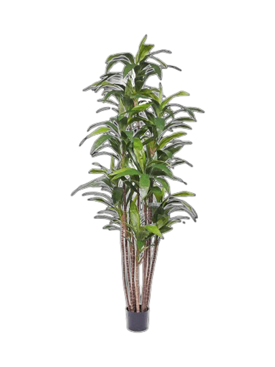 
Plante artificielle réaliste "Dracaena Fragrans", différentes tailles - Ø 100 x hauteur 210 cm