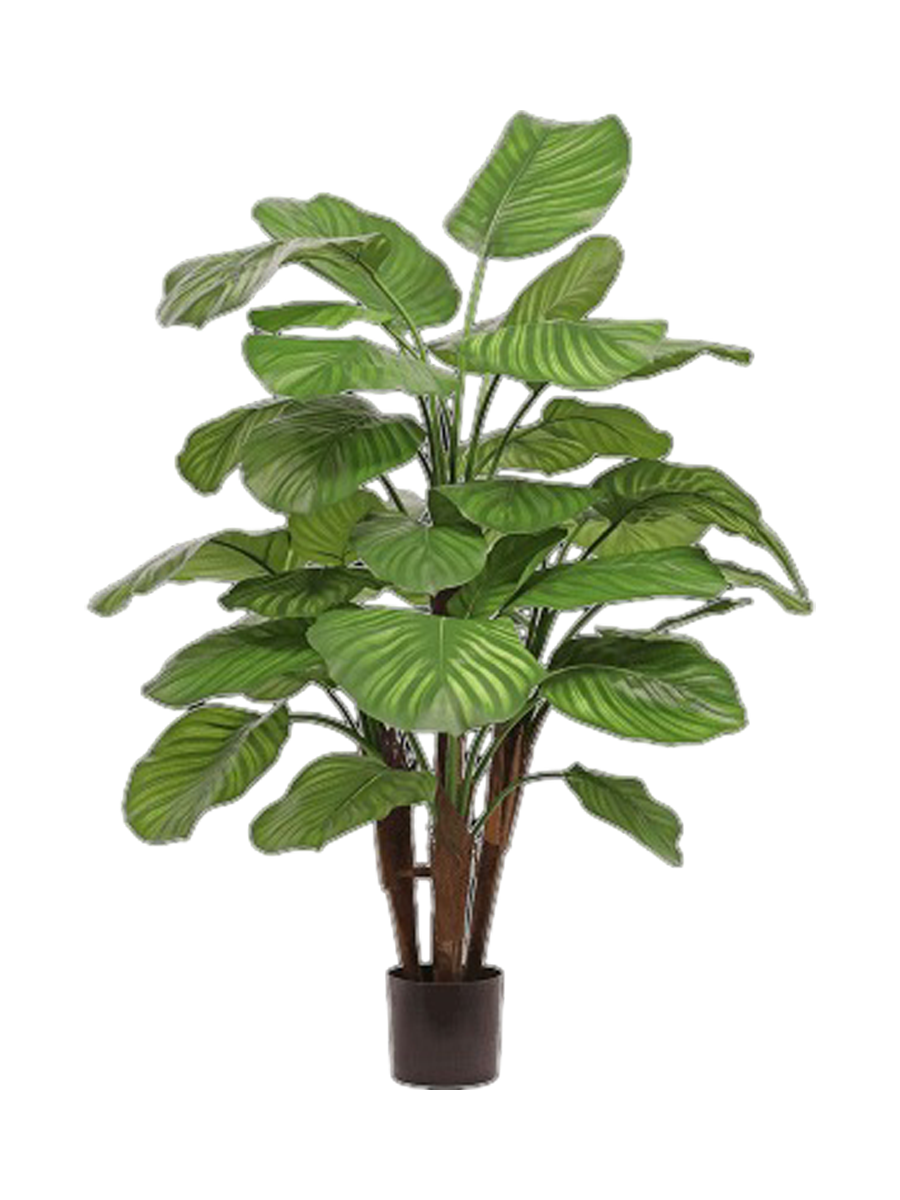 
Pianta artificiale dall'aspetto realistico «Calathea Fasciata», diverse dimensioni - Ø 75 x 110 cm