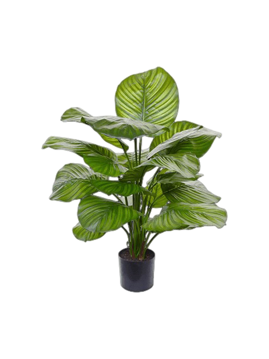 
Pianta artificiale dall'aspetto realistico «Calathea Fasciata», diverse dimensioni - Ø 60 x 70 cm