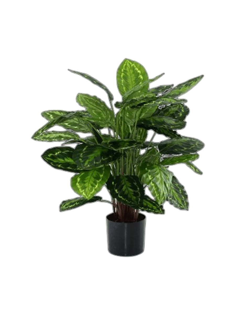 
Pianta artificiale realistica «Calathea Roesea Picta», Ø 60 x 85 cm