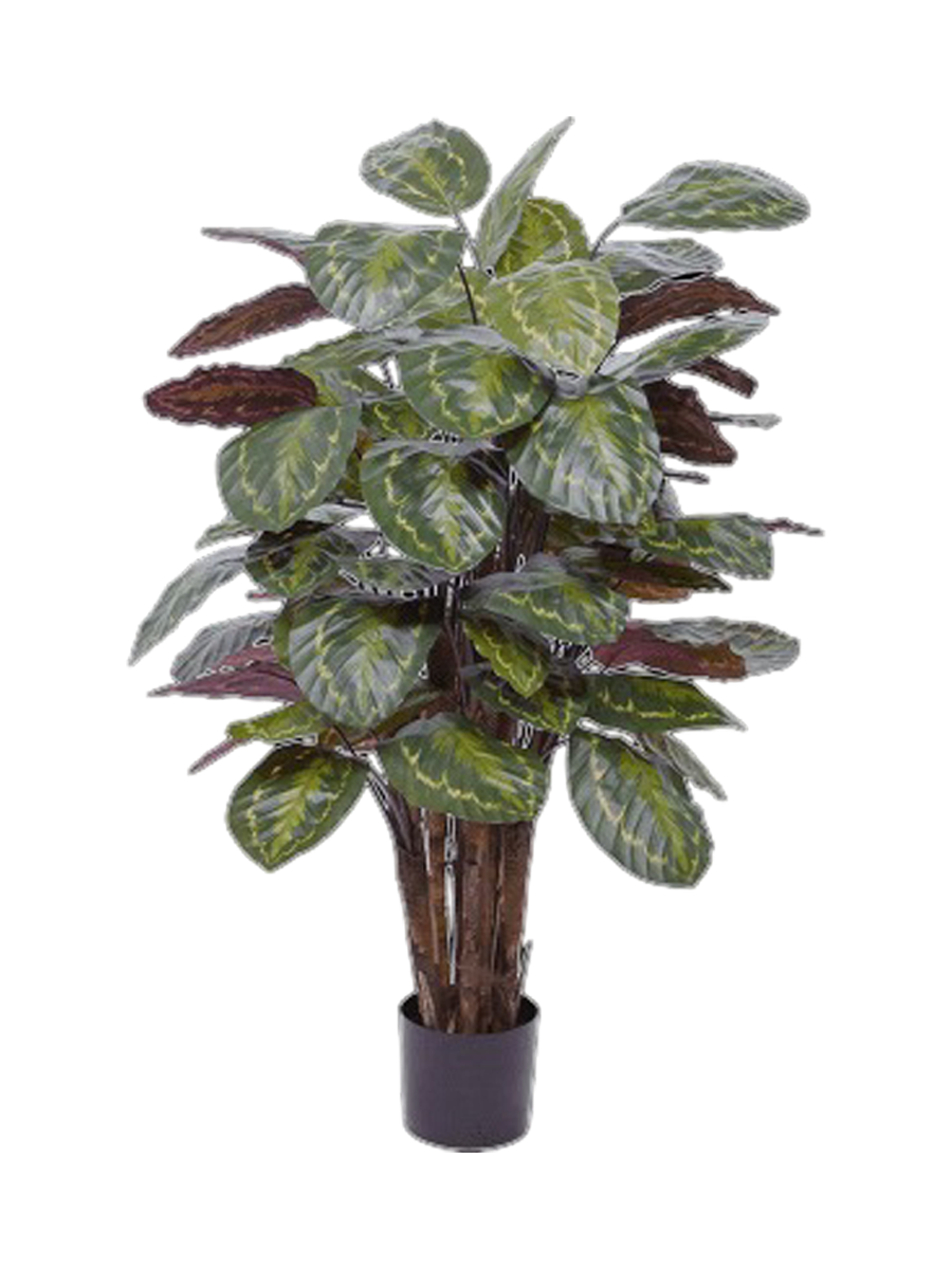 
Pianta artificiale realistica «Calathea Roseopicta», Ø 75 x 120 cm