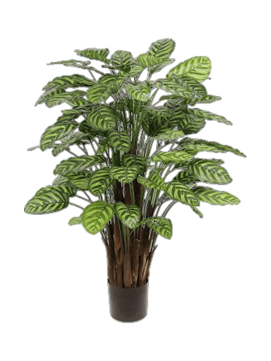 
Pianta artificiale realistica «Calathea Makoyana», Ø 80 x 115 cm