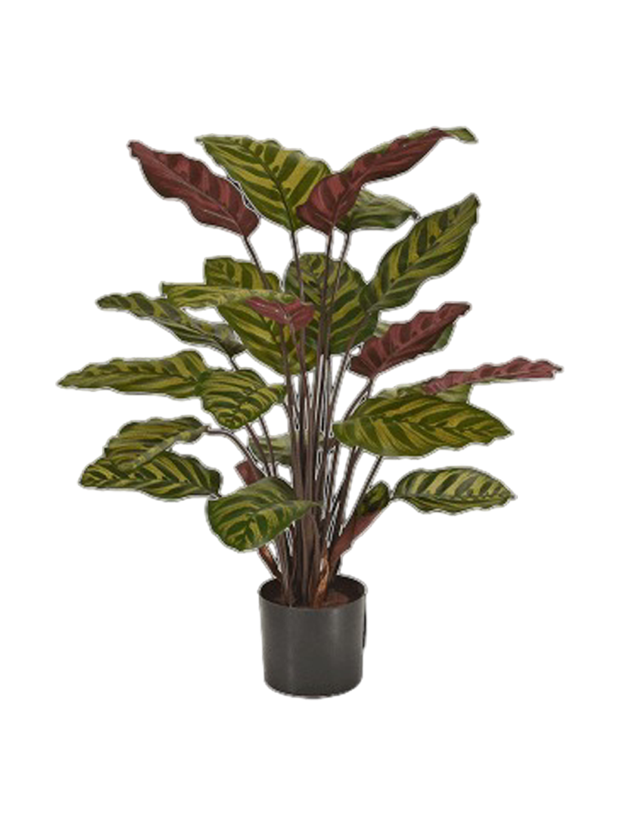 
Pianta artificiale realistica «Calathea Makoyana», diverse dimensioni - Ø 55 x 60 cm