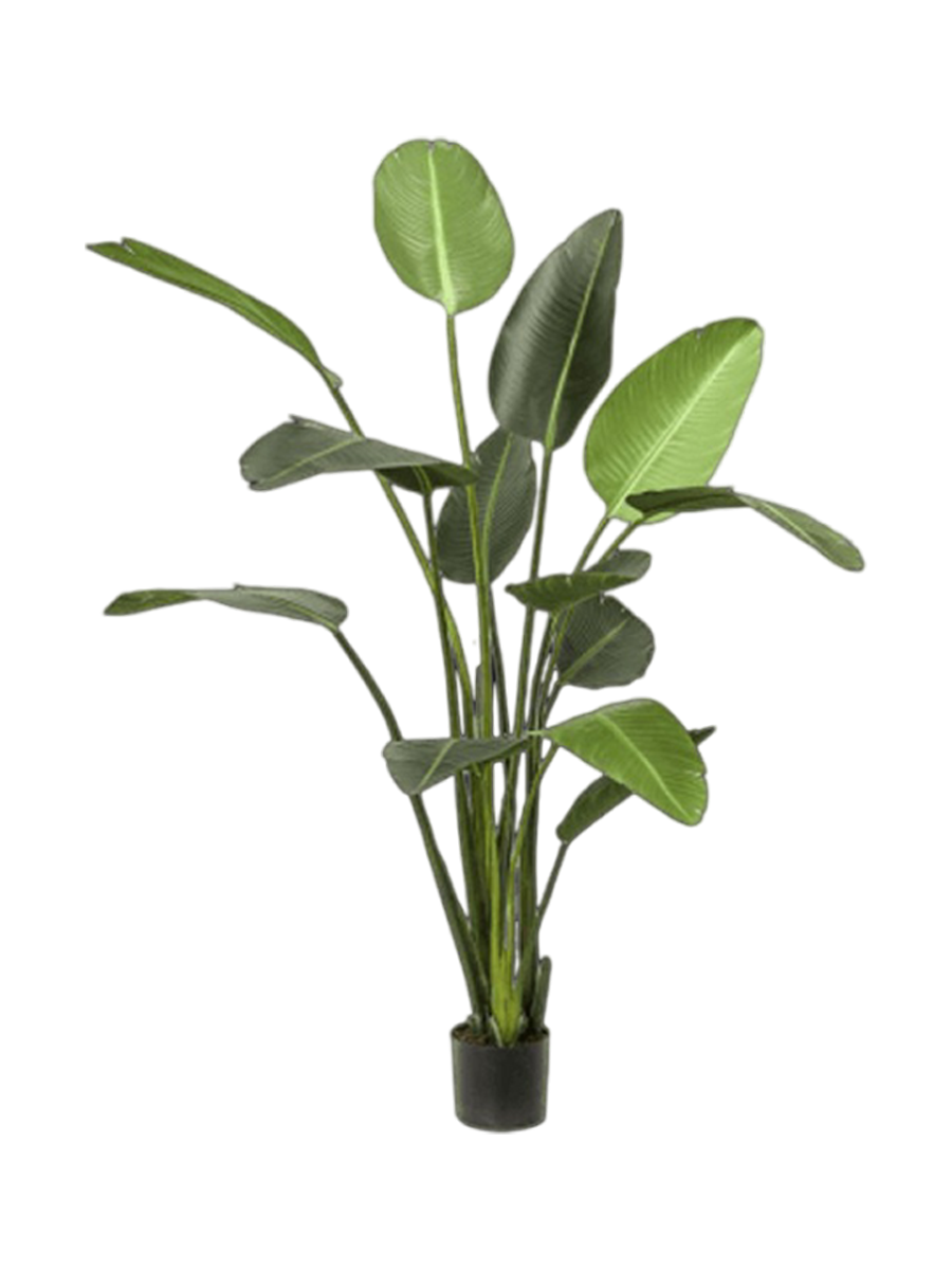 
Plante artificielle réaliste "Strelitzia XL", différentes tailles - Ø 50 x 190 cm