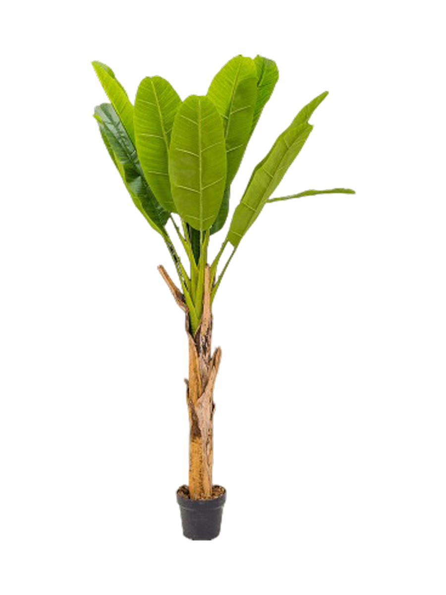 
Pianta artificiale dall'aspetto realistico «Banana Tuft», diverse dimensioni - Altezza 150 cm
