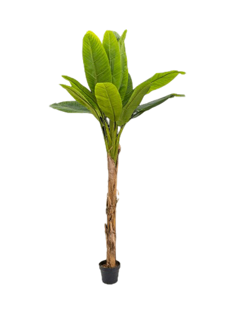 
Pianta artificiale dall'aspetto realistico «Banana Tuft», diverse dimensioni - Altezza 180 cm