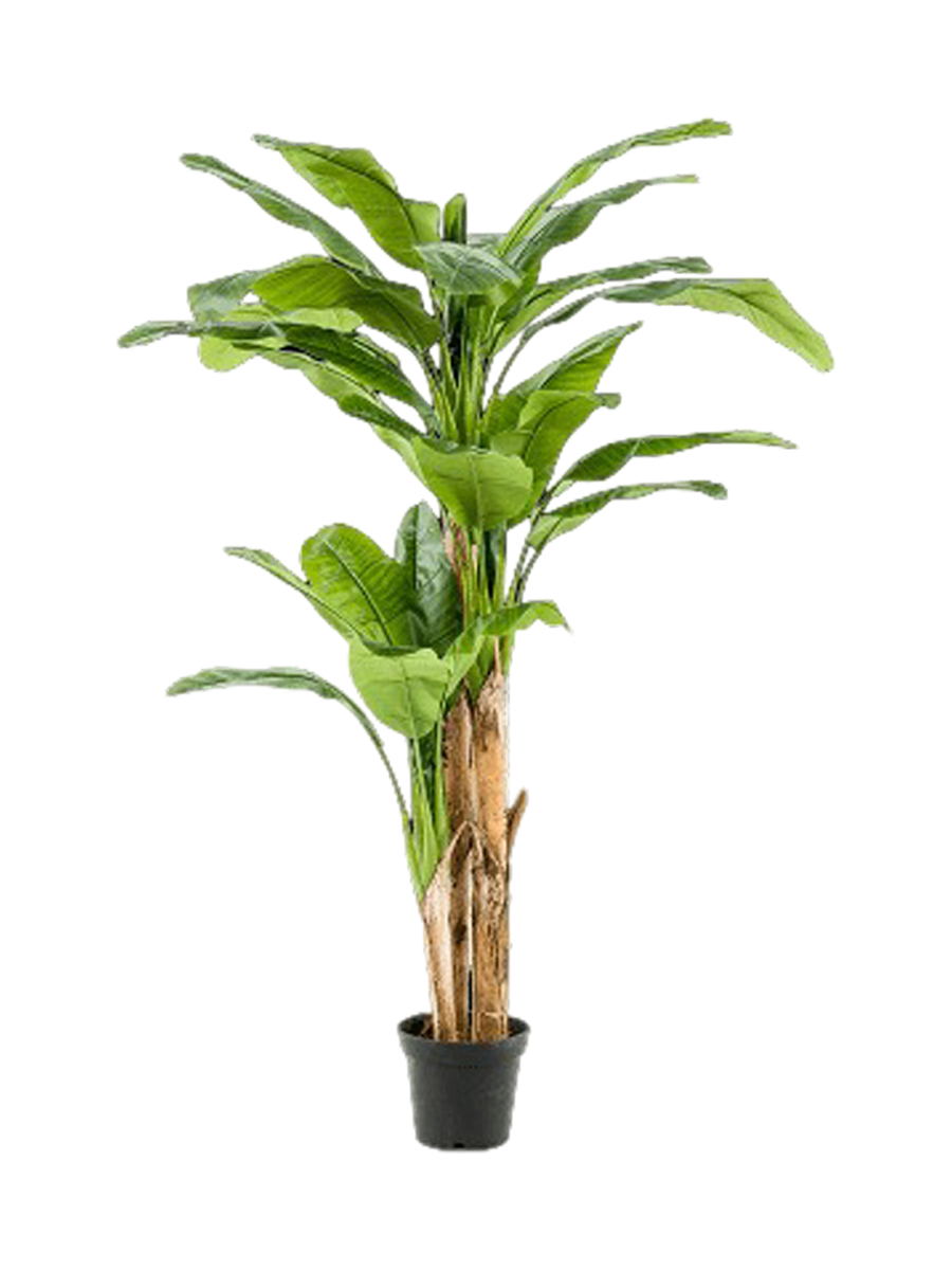 
Pianta artificiale dall'aspetto realistico «Banana Tuft II», diverse dimensioni - Ø 70 x 210 cm
