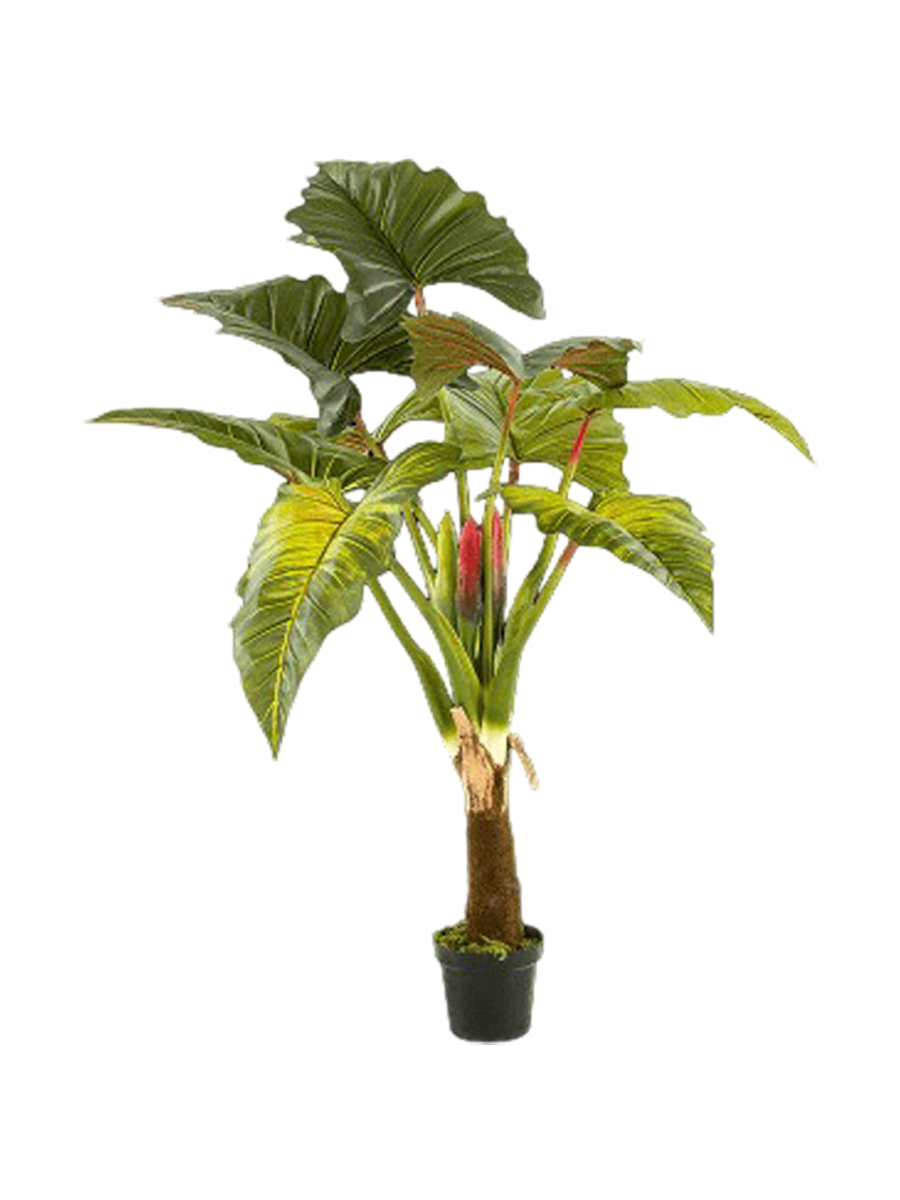 
Pianta artificiale realistica XL «Colocasia Tuft», Ø 140 x 160 cm