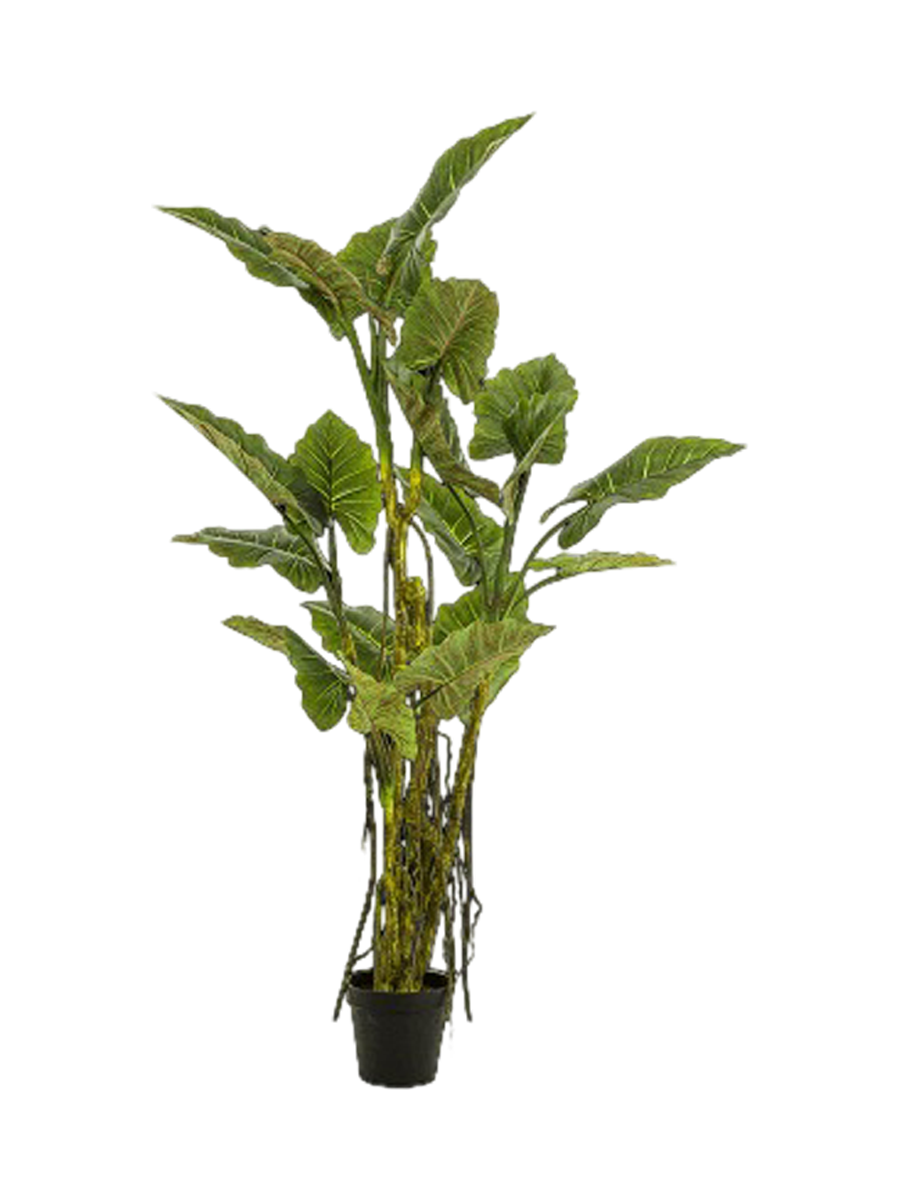 
Pianta artificiale realistica XL «Colocasia White Liana», Ø 65 x 195 cm