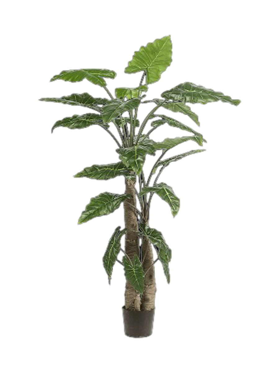 
Pianta artificiale dall'aspetto realistico «Alocasia Giant Tree», Ø 120 x 180 cm