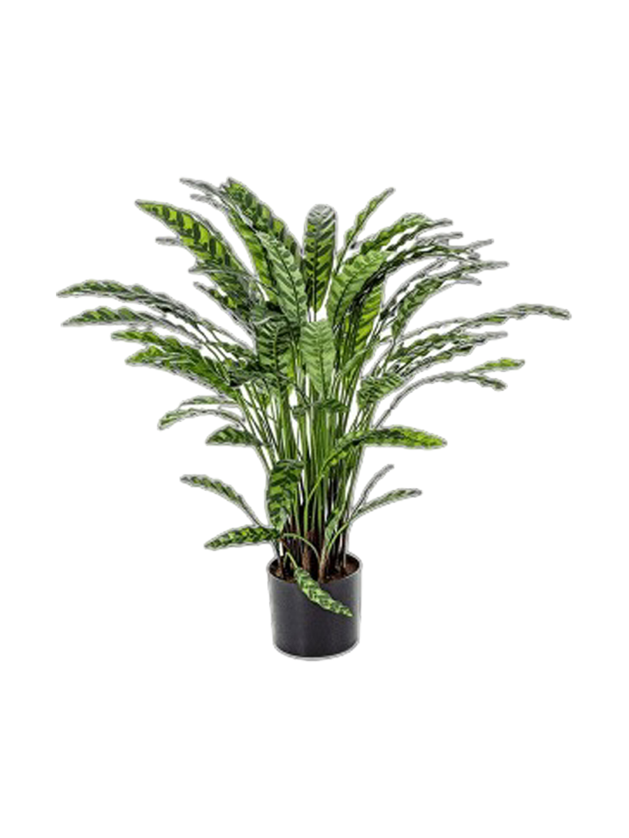 
Pianta artificiale dall'aspetto realistico «Calathea», Ø 75/ altezza 84 cm