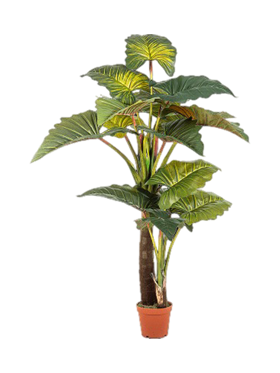 
Pianta artificiale realistica XL «Colocasia Giant Leaf», altezza 200 cm