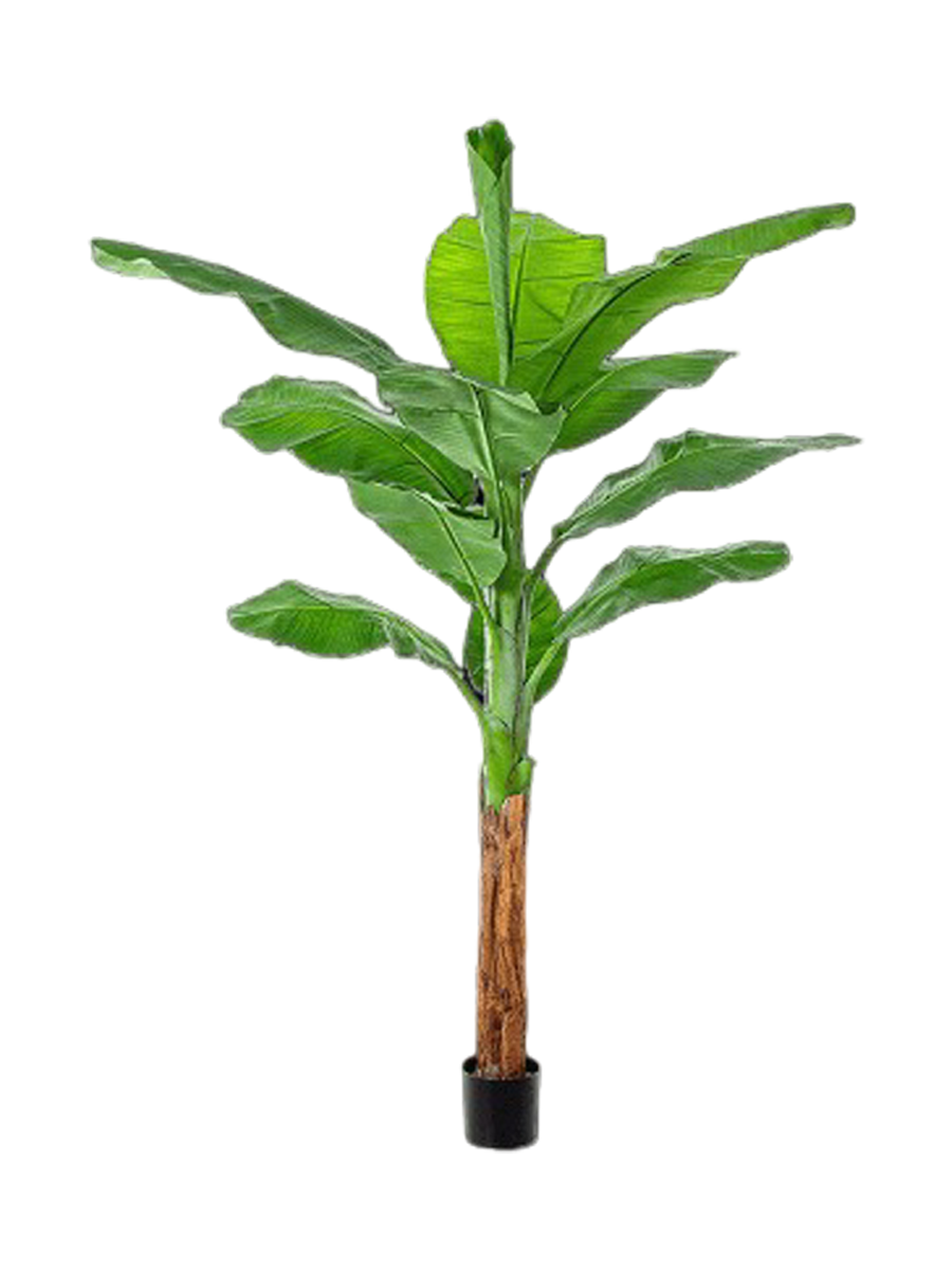 
Pianta artificiale dall'aspetto realistico «Banana Tuft», diverse dimensioni - Altezza 200 cm